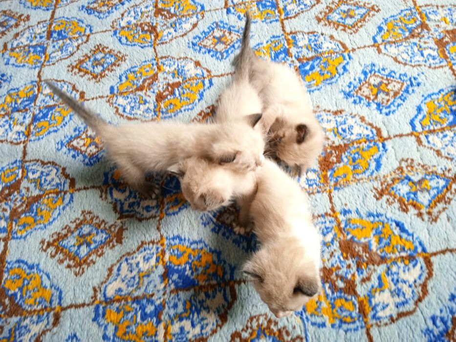 honaki siam 4ta 1oylik
