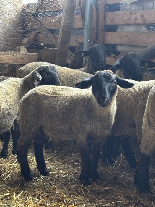 Vând miel berbecuț rasa Suffolk pentru tăiere (30-45 kg)