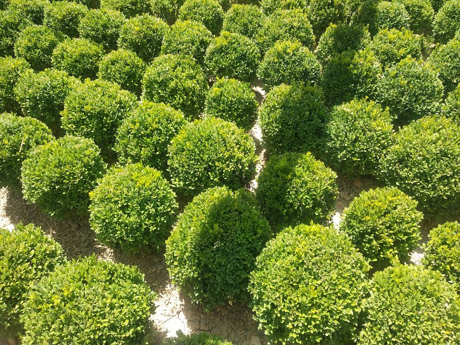 Shamshod kochat sotiladi