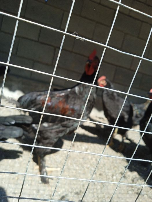 Хорозлар  xorozlar сотилади