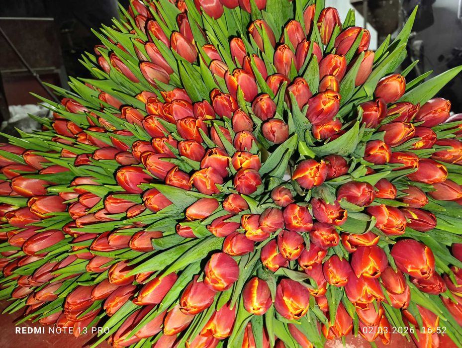 Продам свежесрезанные тюльпаны.
