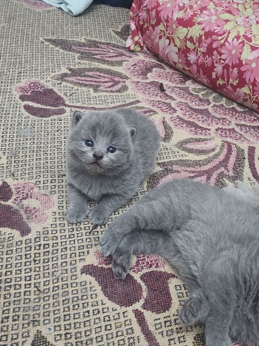 Британцы родители свои 100% правильная вязка