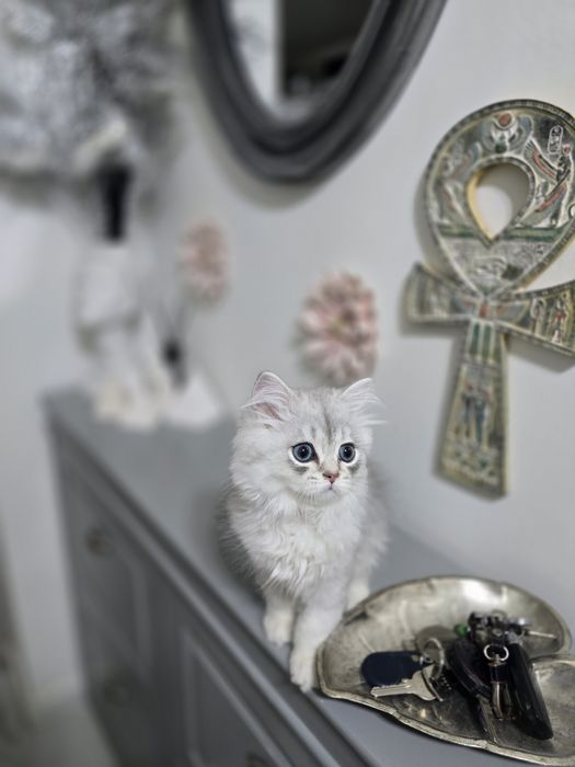 Pui pisică british longhair