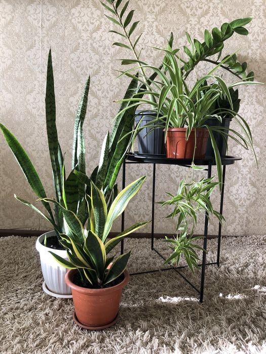 Цветы для дома и офиса