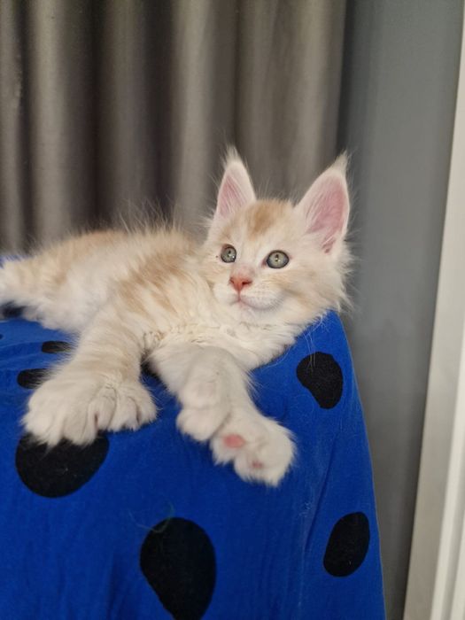 Мэйн Кун котенок