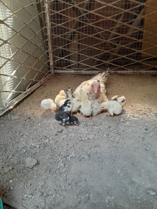 Курк товук жожалари бн