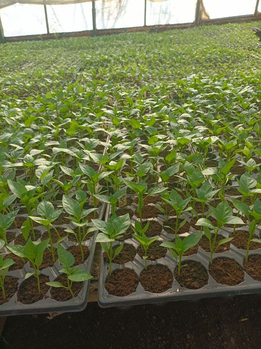 Răsaduri de vânzare     Solar la Florin