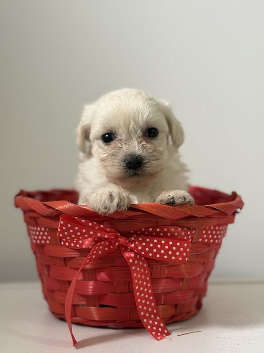 Bichon maltez fetita