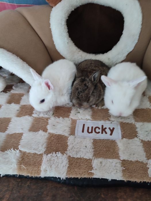 Кролчата декоративные