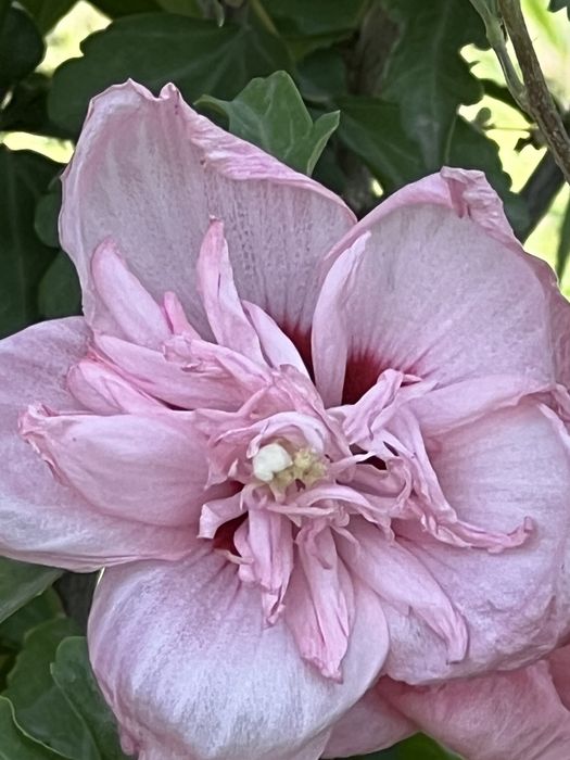 Гибискус или сирийская роза