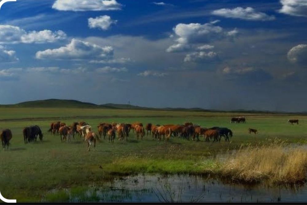 Продам лошадей с жеребятами