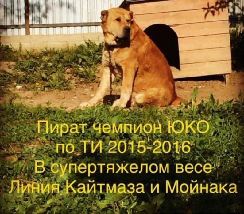 Алабай, САО, Собака
