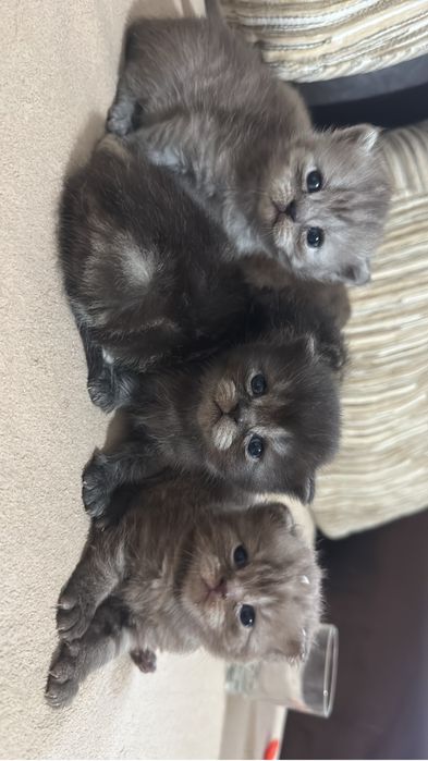 Породистые котята