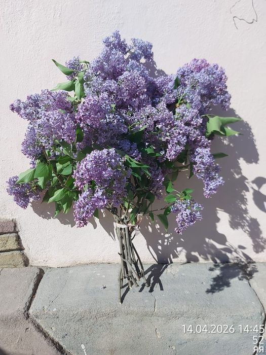 Продам Сирень на срез