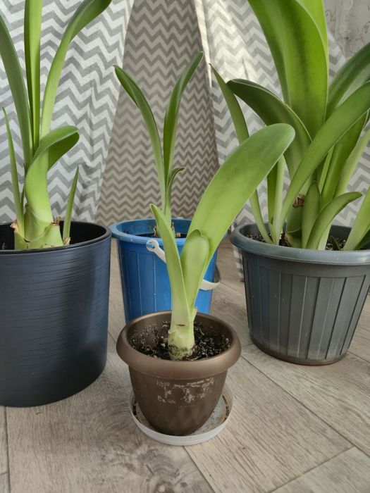 Гемантус белоцветковый