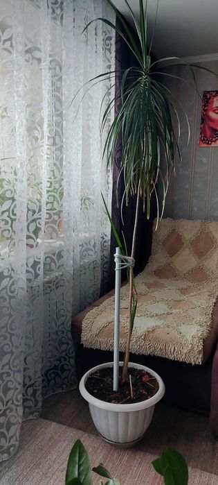 Драцена. Красивое комнатное растение