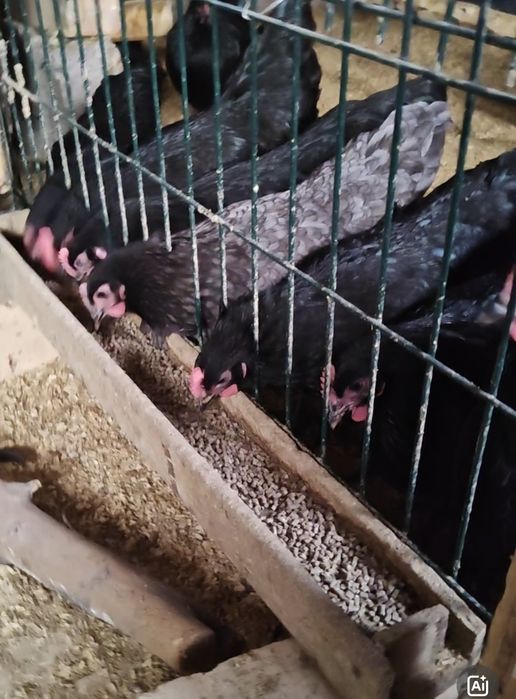 Avstralops Rumin joʻja | Toza qon | 7-10 kunlik vaksinalangankun

100