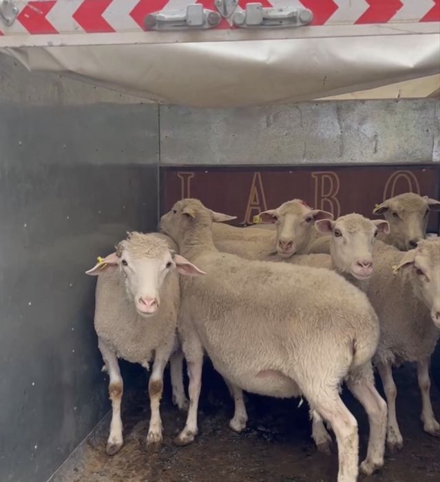 Merinos sotiladi