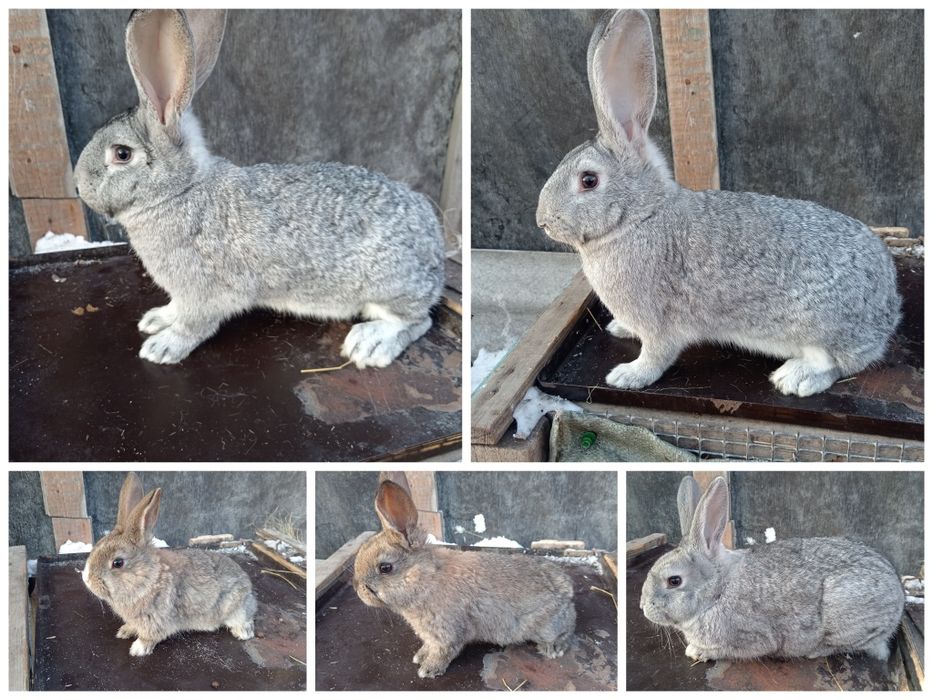Продам кроликов крупные