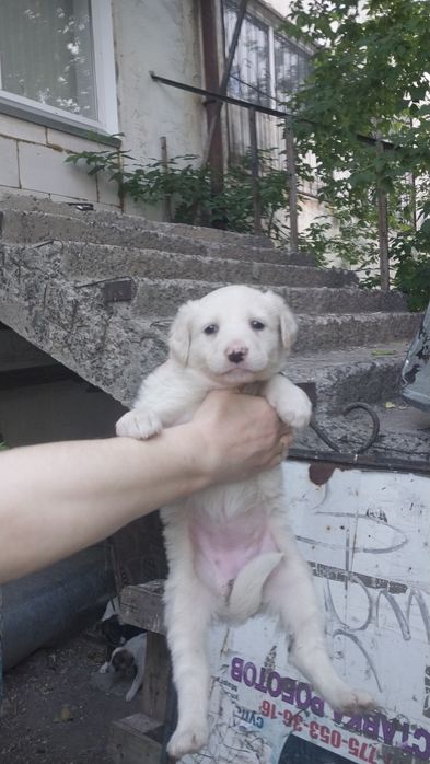 Щенкам нужен добрый дом