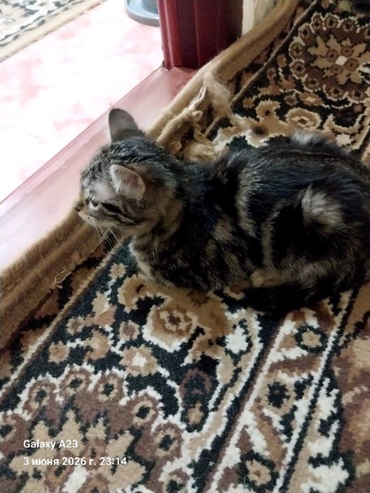 Отдам домашних котят в заботливые руки