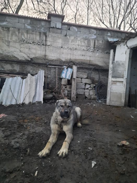 Сатылады Алабай Кушык