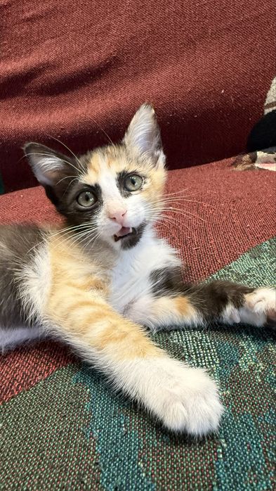 Котенок 2 месяца. Алматы