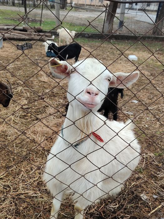 Қой және ешкі сатылады