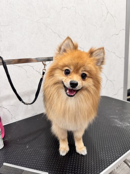 Предлагаю услуги груминга для собак