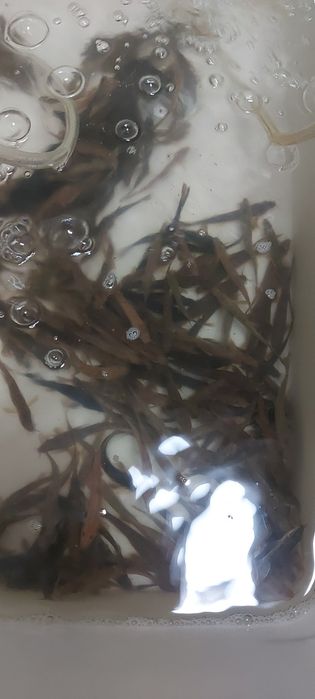 Живец УСАЧ до 14гр вес