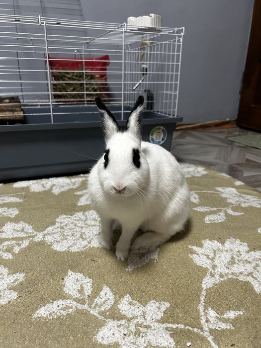 Iepure pitic cu cusca