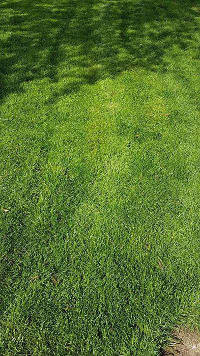 Intreținere spatii verzi livezi, gradini, semanat gazon, defrisari