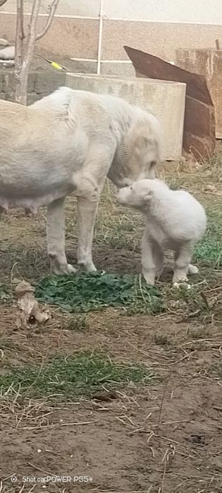 Продаются щенки алабая