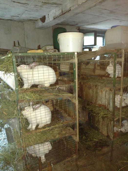 Продавам калифорнийски зайци