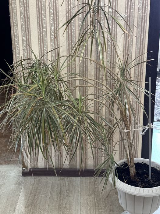 Комнатное растение Драцента