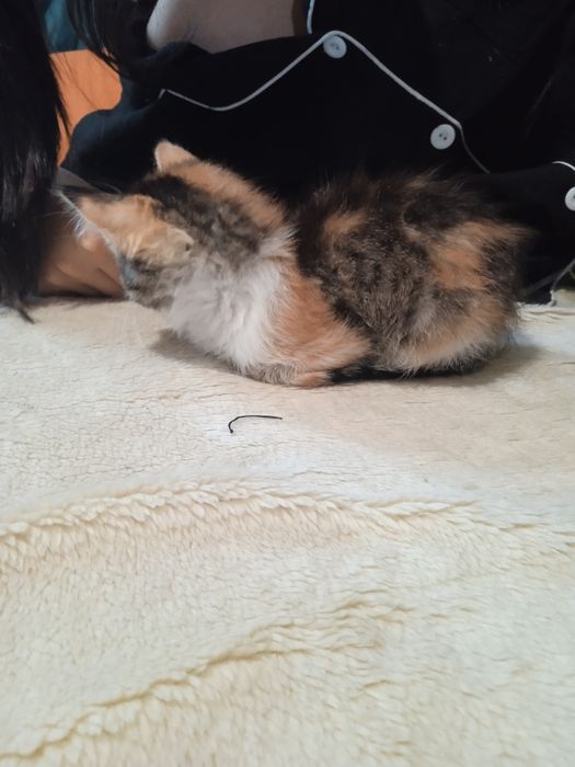 Котенок девочка.