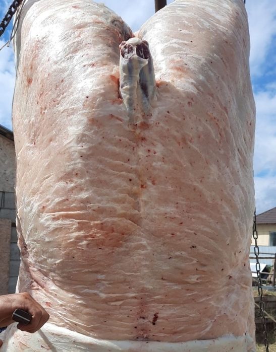 Жылкынын етін сатамыз