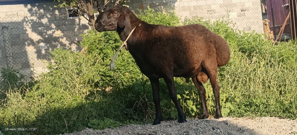Баран а продам.Гиссарской породы