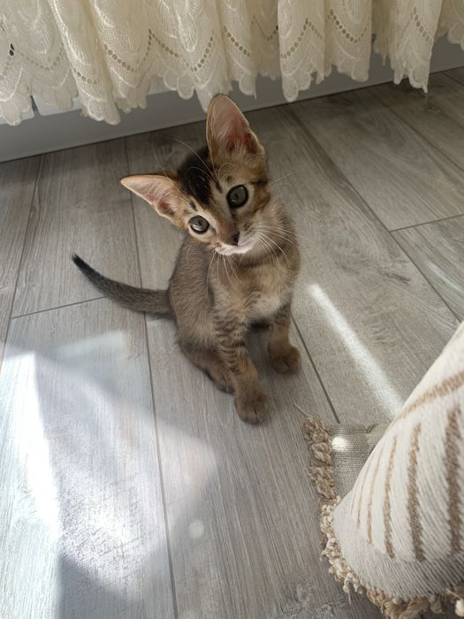 Абиссинский котенок