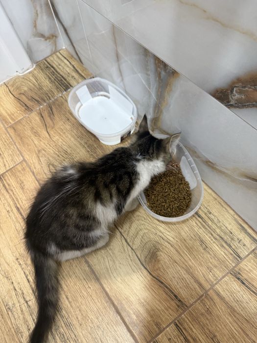 *СПЕШНО* Мъжки котарак търси своя дом 3 месечно
