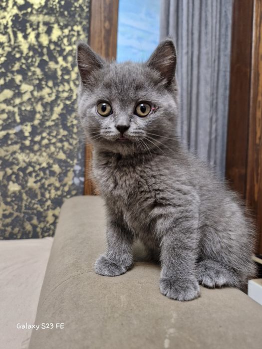 Британские котята