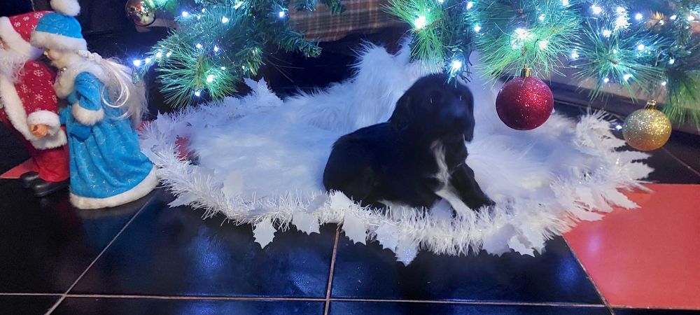 Продам щенков охотничего  спаниеля