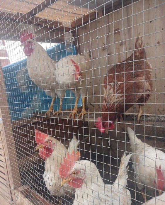 Xoʻroz va tovuq sotiladi