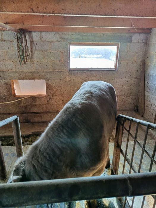 Продам быка 1,5 года