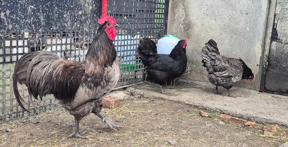 Familie Australorp 2+1 disponibilă