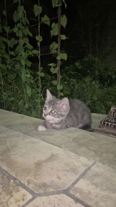 Котёнок самка , в добрые руки