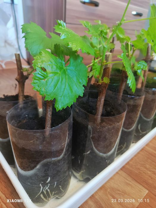 Саженцы винограда