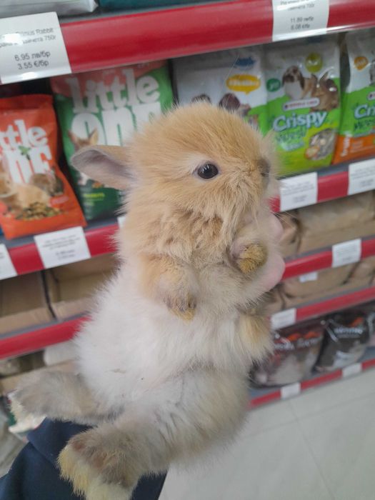 Декоративно клепоухо зайче Мини Лоп (Mini Lop)