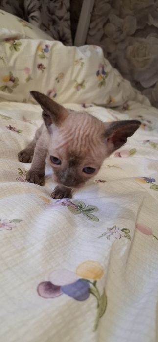 Мальчик сфинкс  велюровый