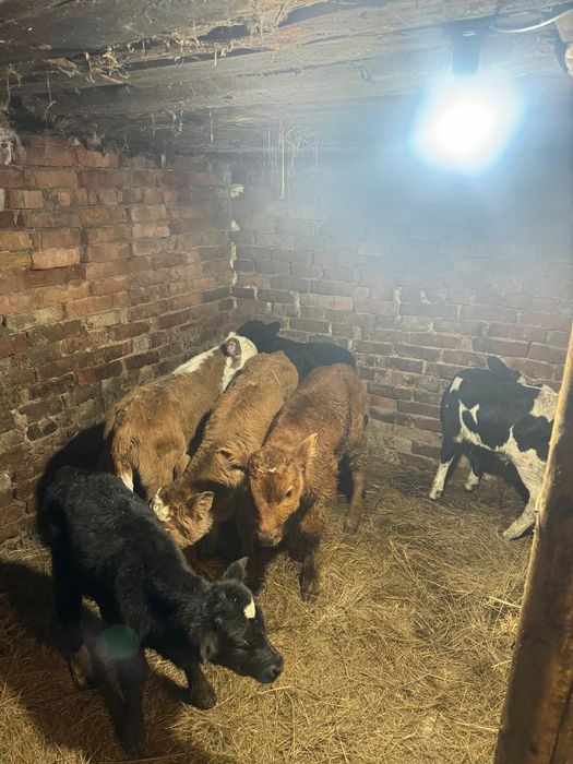 Телята бычки и тёлочки